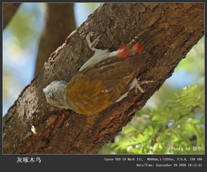 Mountain Gray Woodpecker - Qiang Zeng