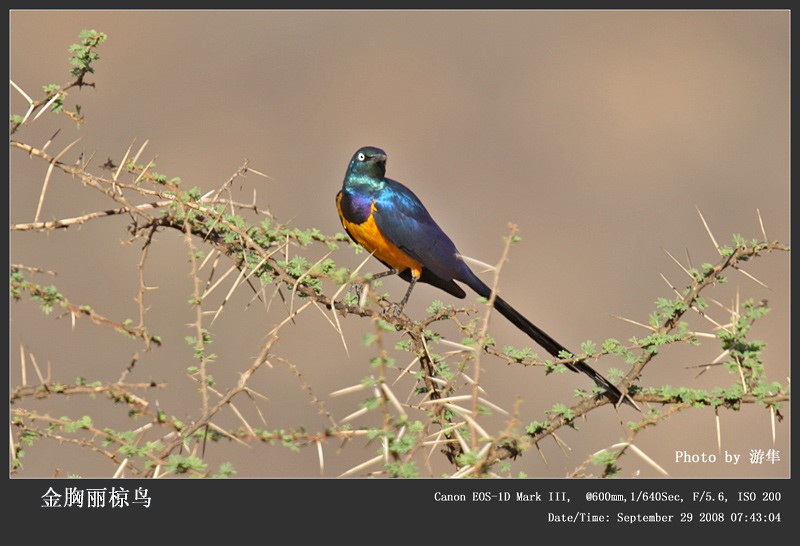 Golden-breasted Starling - ML242521711