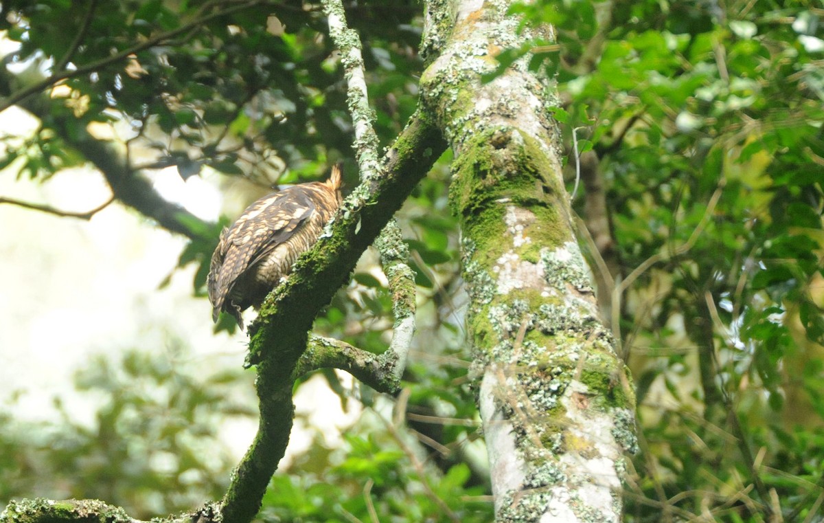Fraser's Eagle-Owl (Western) - Daniel López-Velasco | Ornis Birding Expeditions