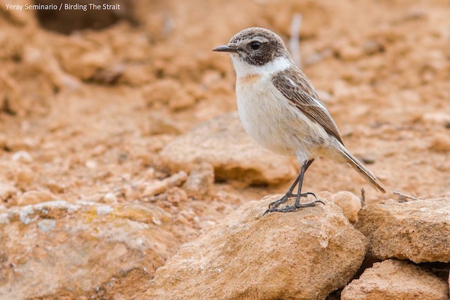 Tarabilla Canaria Ebird