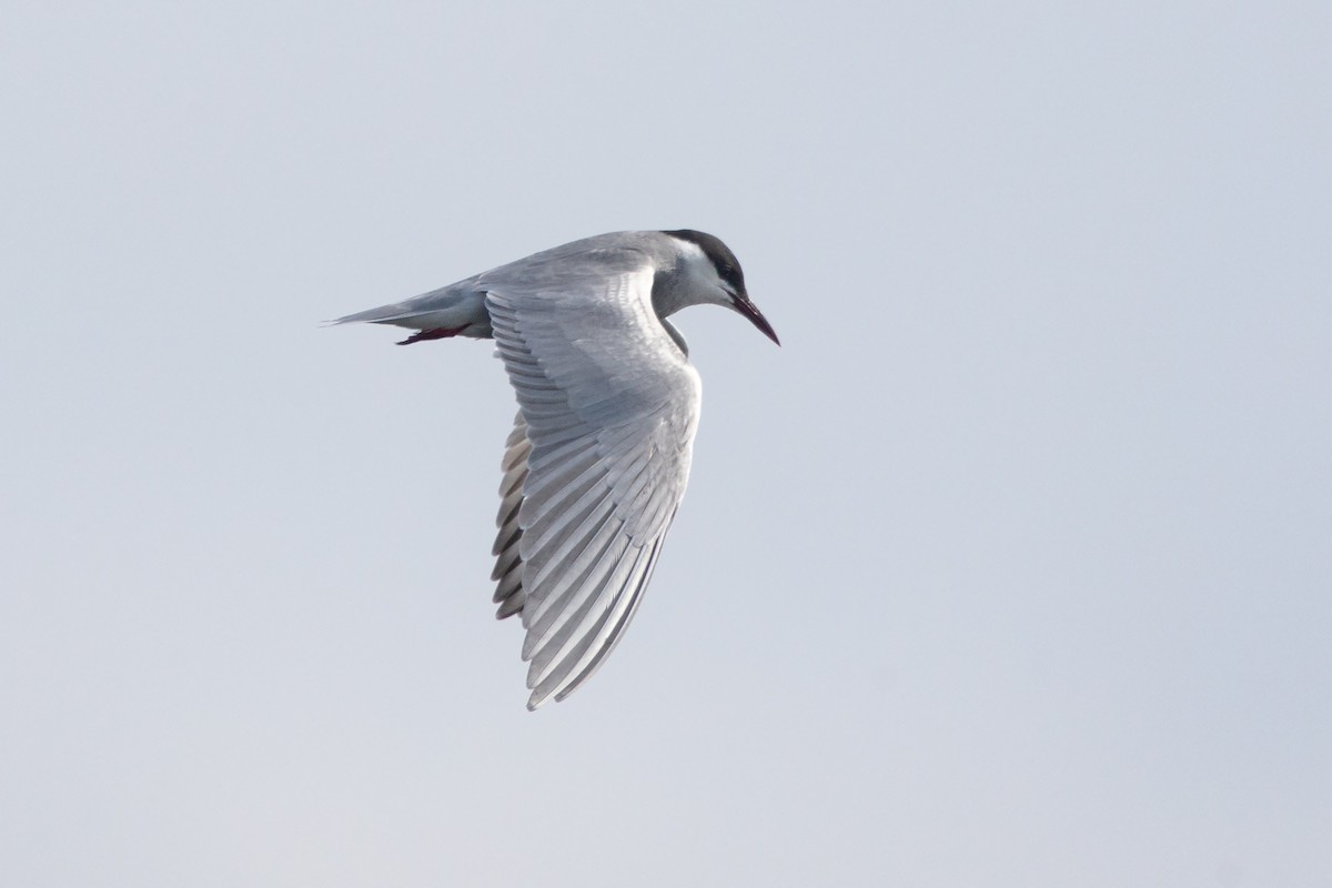Whiskered Tern - Anonymous