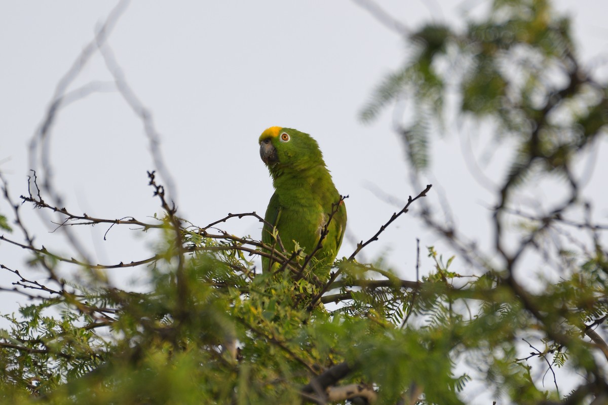 Yellow-crowned Parrot - Michael Tromp