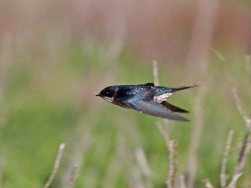 Pearl-breasted Swallow - Niall D Perrins