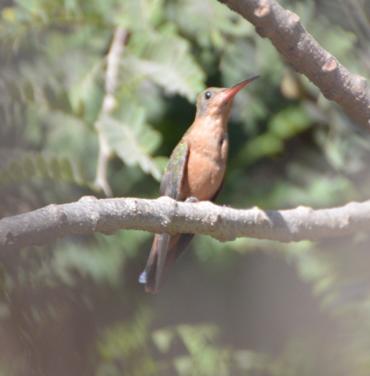 Cinnamon Hummingbird - Orlando Jarquín