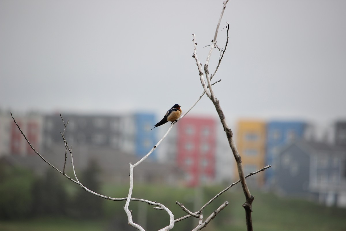 Barn Swallow (American) - ML242536061