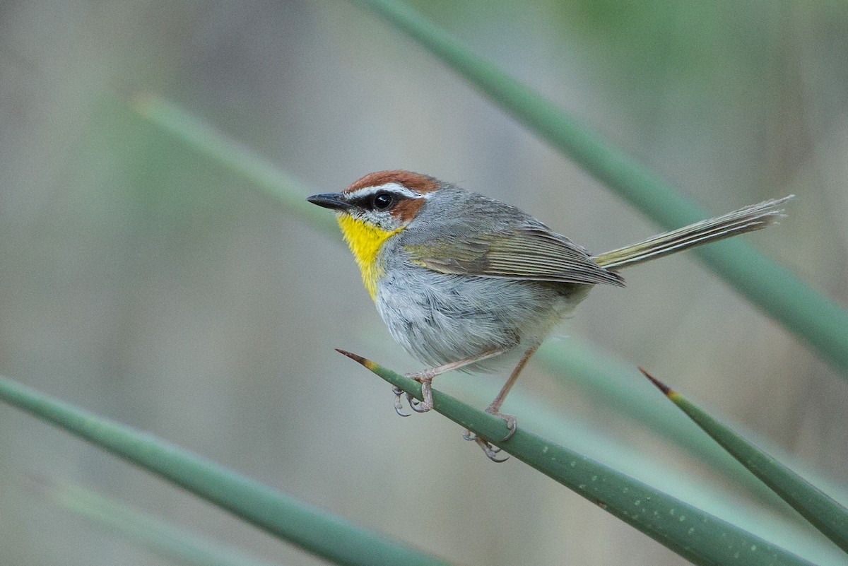 Rufous-capped Warbler - ML24254361