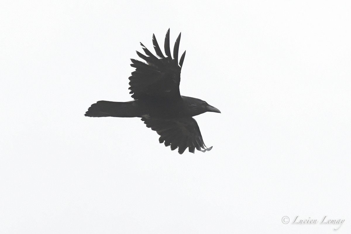 Common Raven - ML242546901