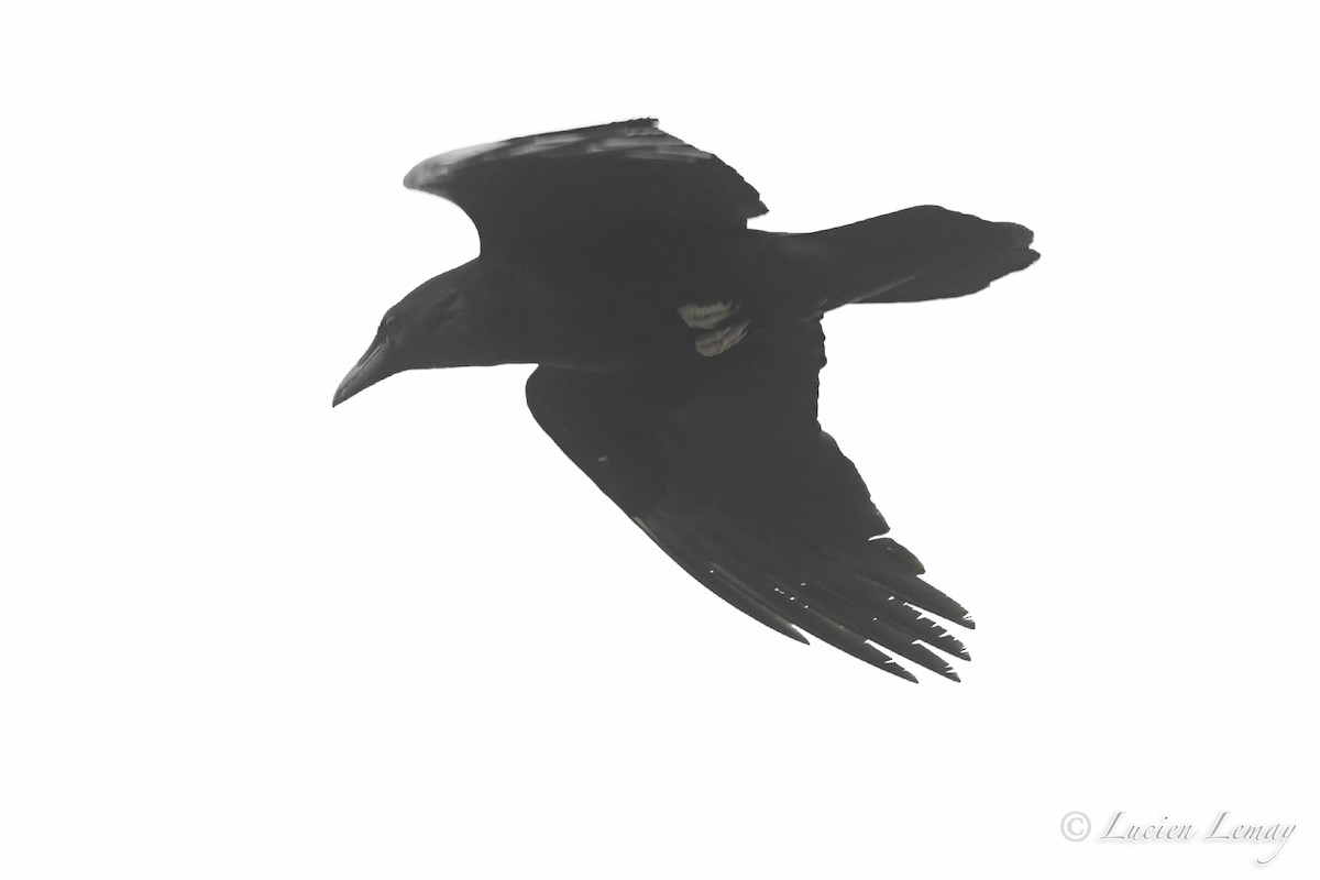 Common Raven - ML242546941