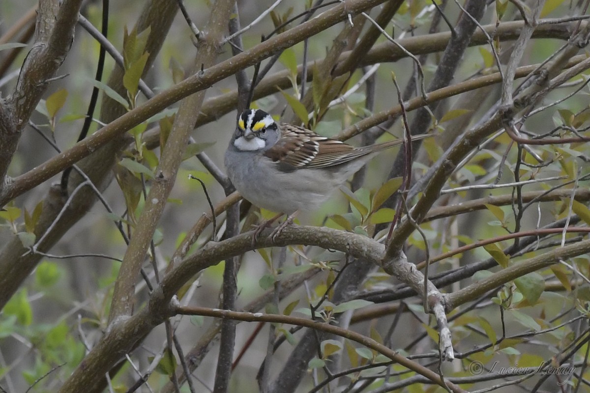 White-throated Sparrow - ML242547231