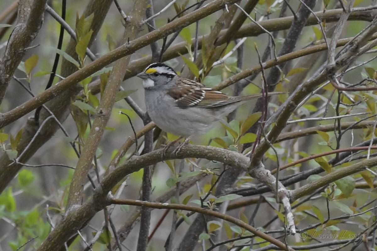 White-throated Sparrow - ML242547251