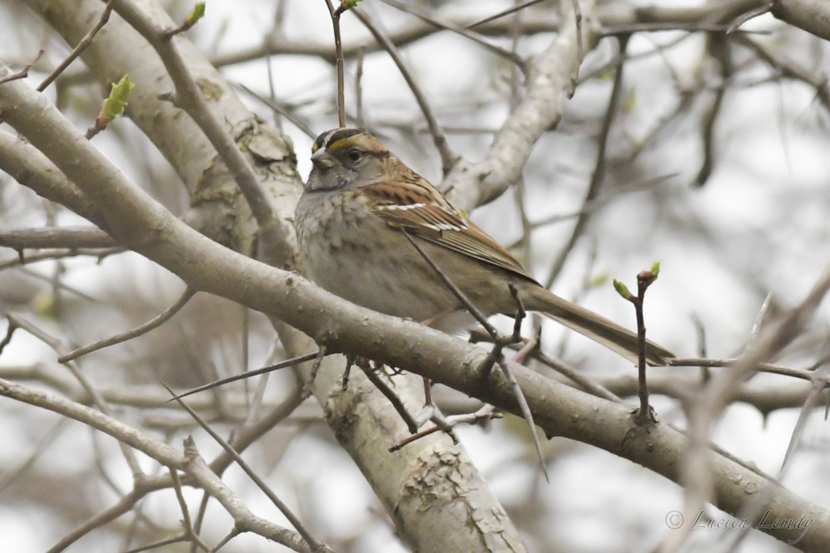 White-throated Sparrow - ML242547271