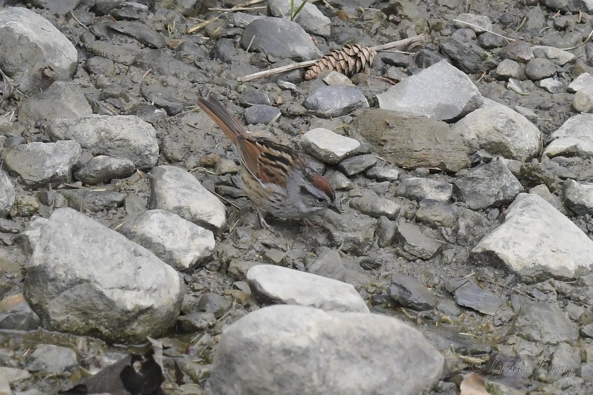 Swamp Sparrow - ML242547351