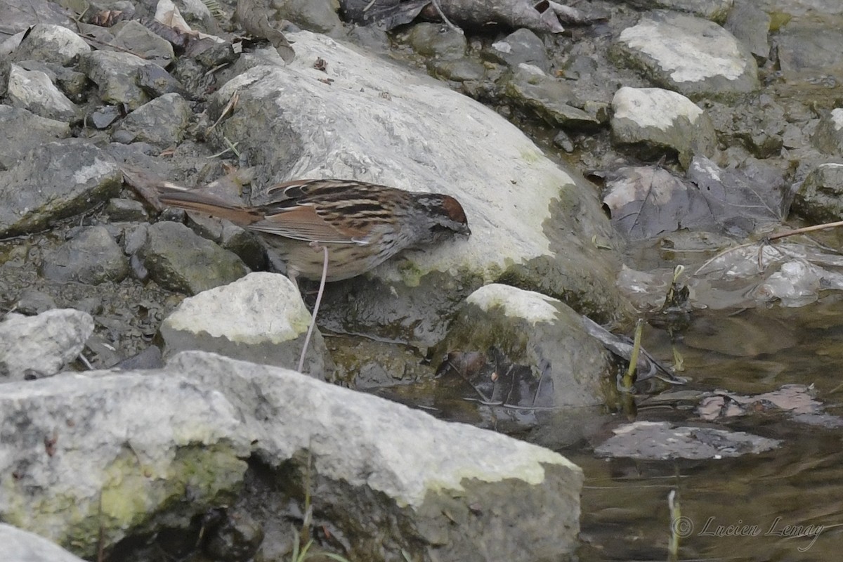Swamp Sparrow - ML242547411