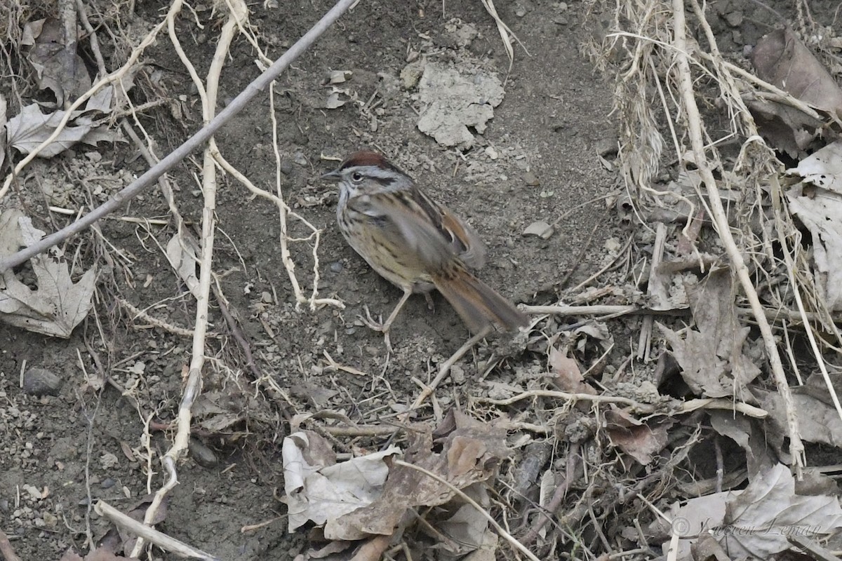 Swamp Sparrow - ML242547511