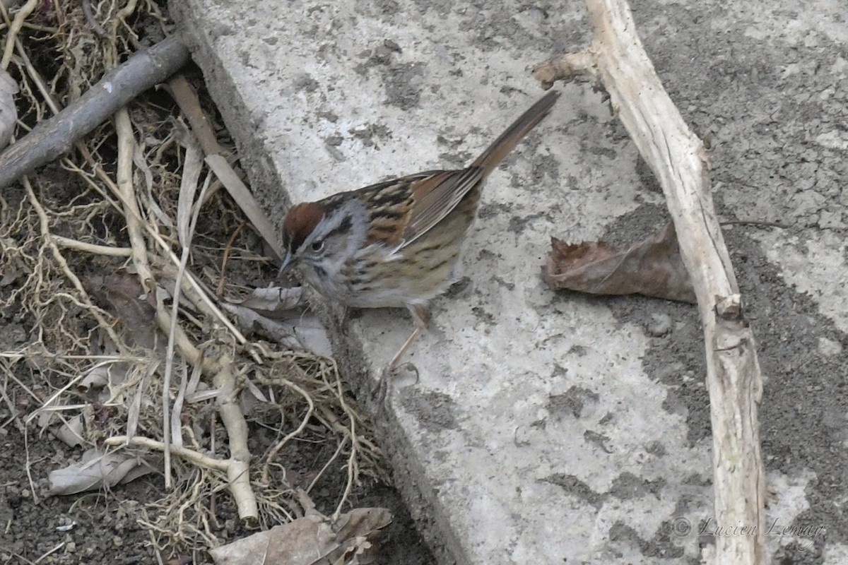Swamp Sparrow - ML242547541