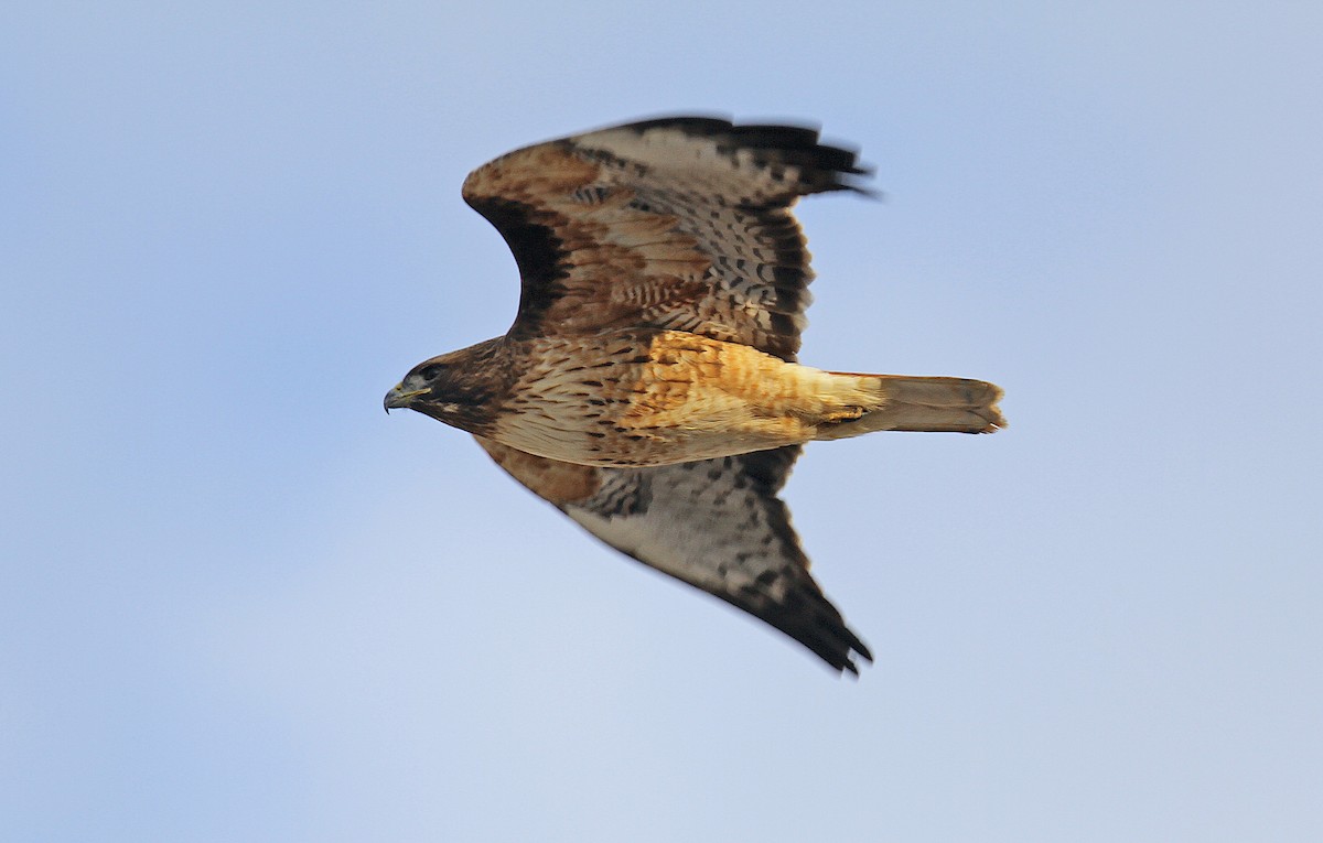 Red-tailed Hawk (calurus/alascensis) - ML242550301