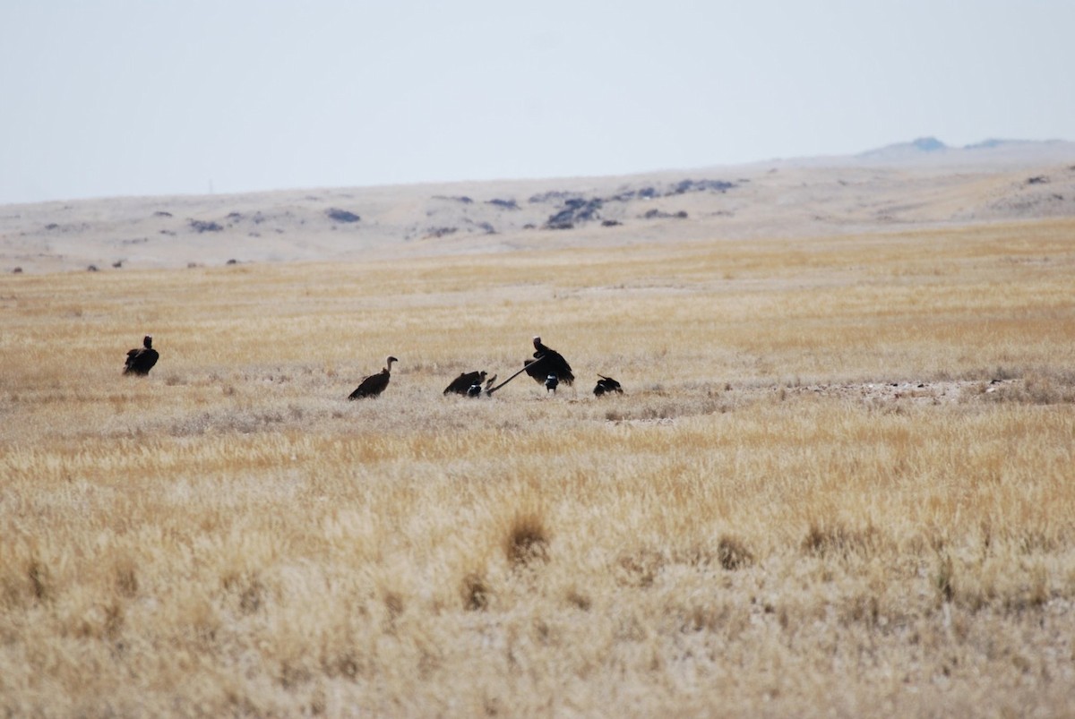 Lappet-faced Vulture - ML242551871