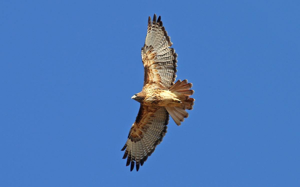 Red-tailed Hawk (calurus/alascensis) - ML242557541