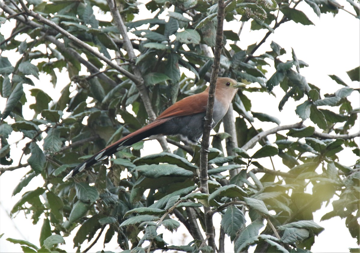 Squirrel Cuckoo (Middle America) - Josue  de León Lux (Birding Guide) josuedeleonlux@gmail.com +502 3068 8988
