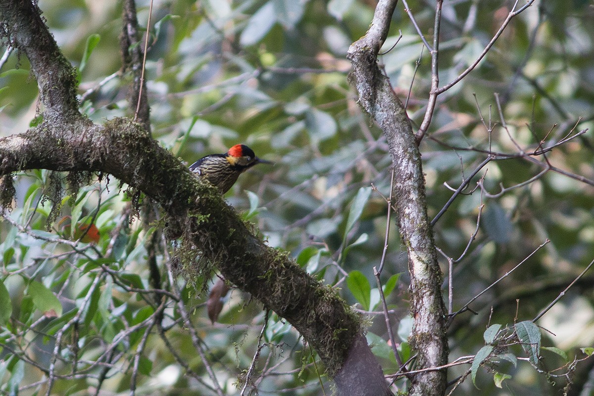 Darjeeling Woodpecker - ML242560801