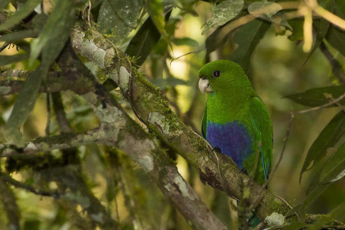 Blue-bellied Parrot - ML242560841