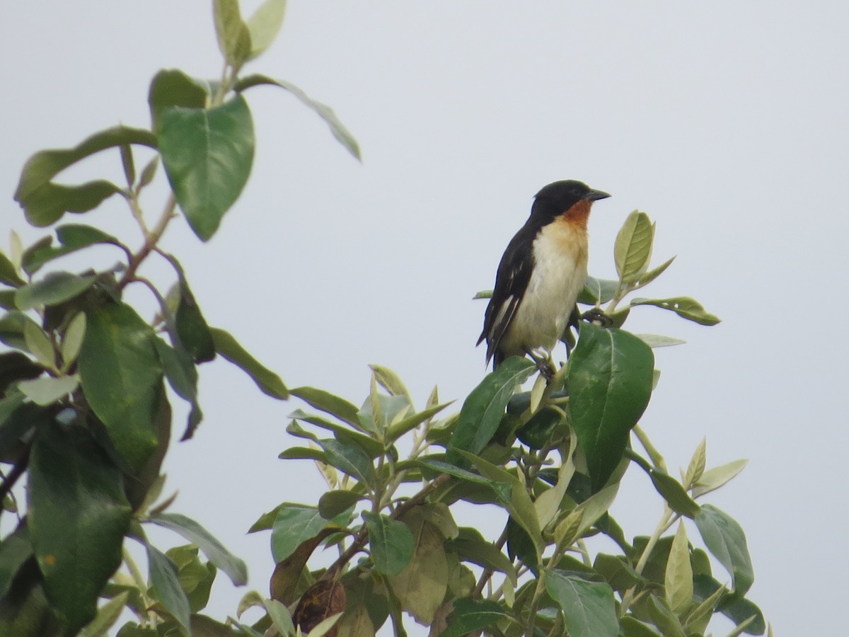 White-rumped Tanager - ML242563171