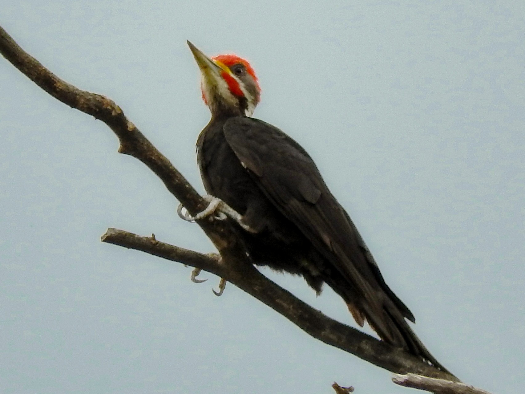 Black-bodied Woodpecker - Paul Suchanek