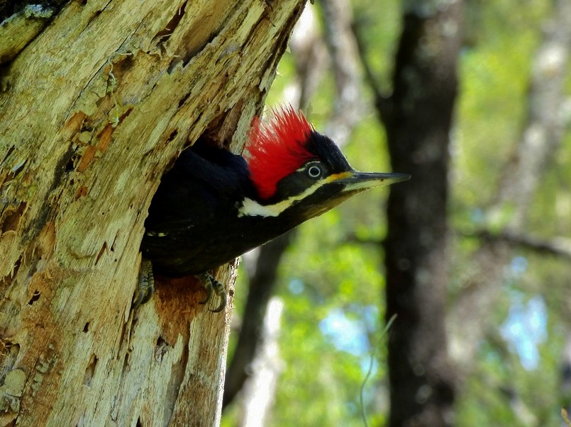 Black-bodied Woodpecker - Pablo Hernan Capovilla