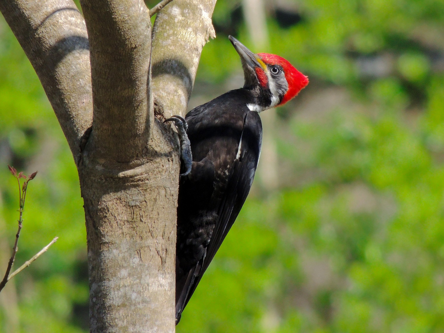 Black-bodied Woodpecker - Gonzalo Diaz