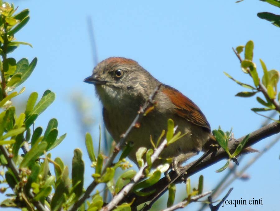 Pale-breasted Spinetail - joaquin cinti lucero