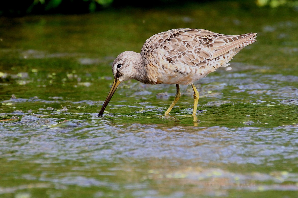 Long-billed Dowitcher - ML242567241