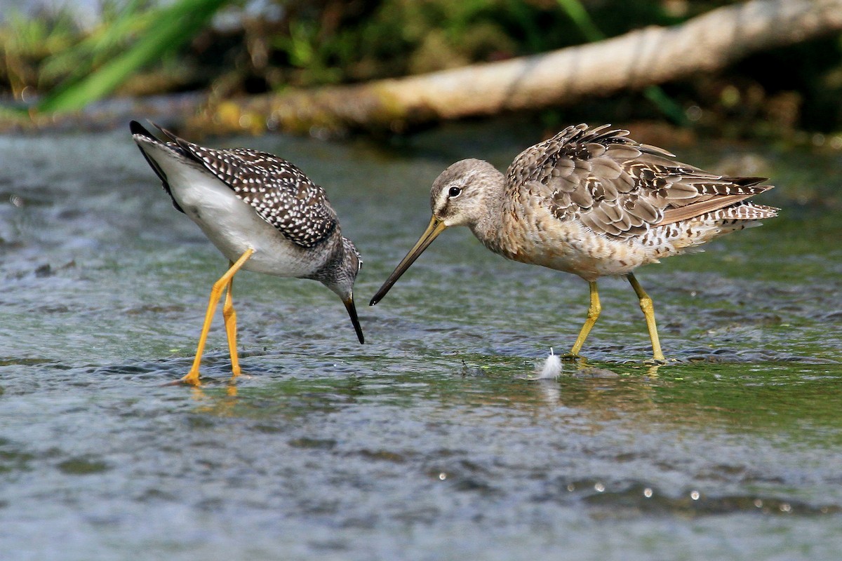 Long-billed Dowitcher - ML242567251