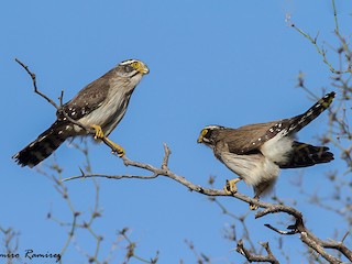  - Spot-winged Falconet