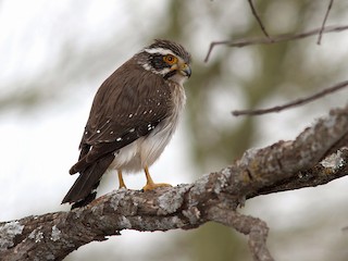  - Spot-winged Falconet