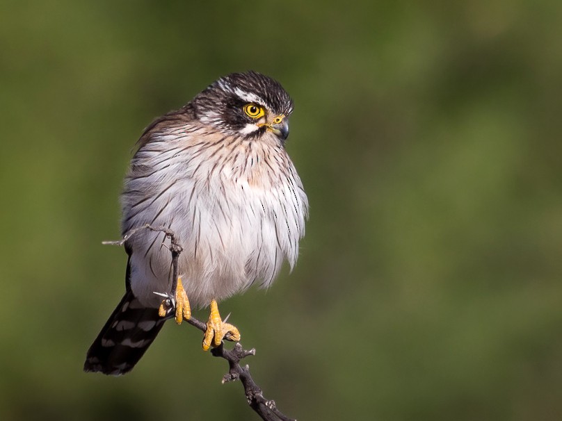 Spot winged Falconet eBird