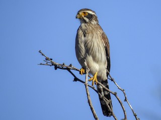  - Spot-winged Falconet