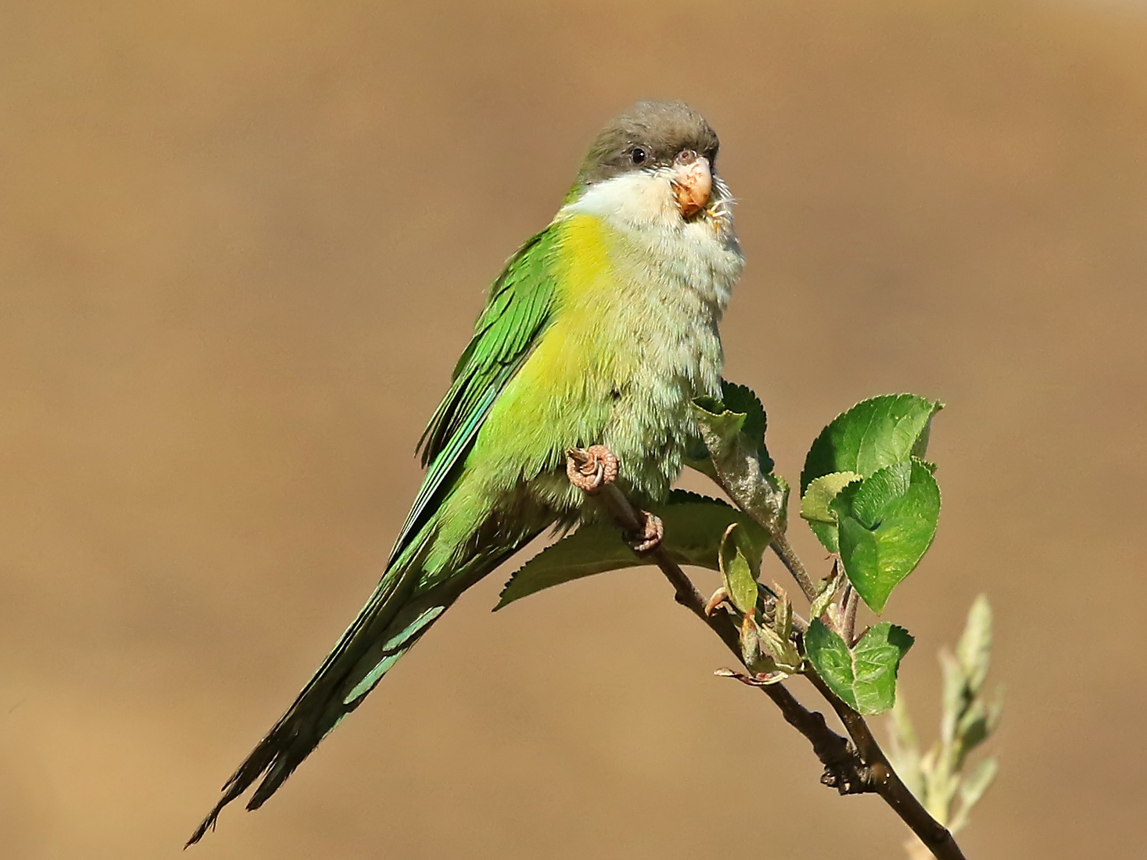 Gray-hooded Parakeet - Phillip Edwards