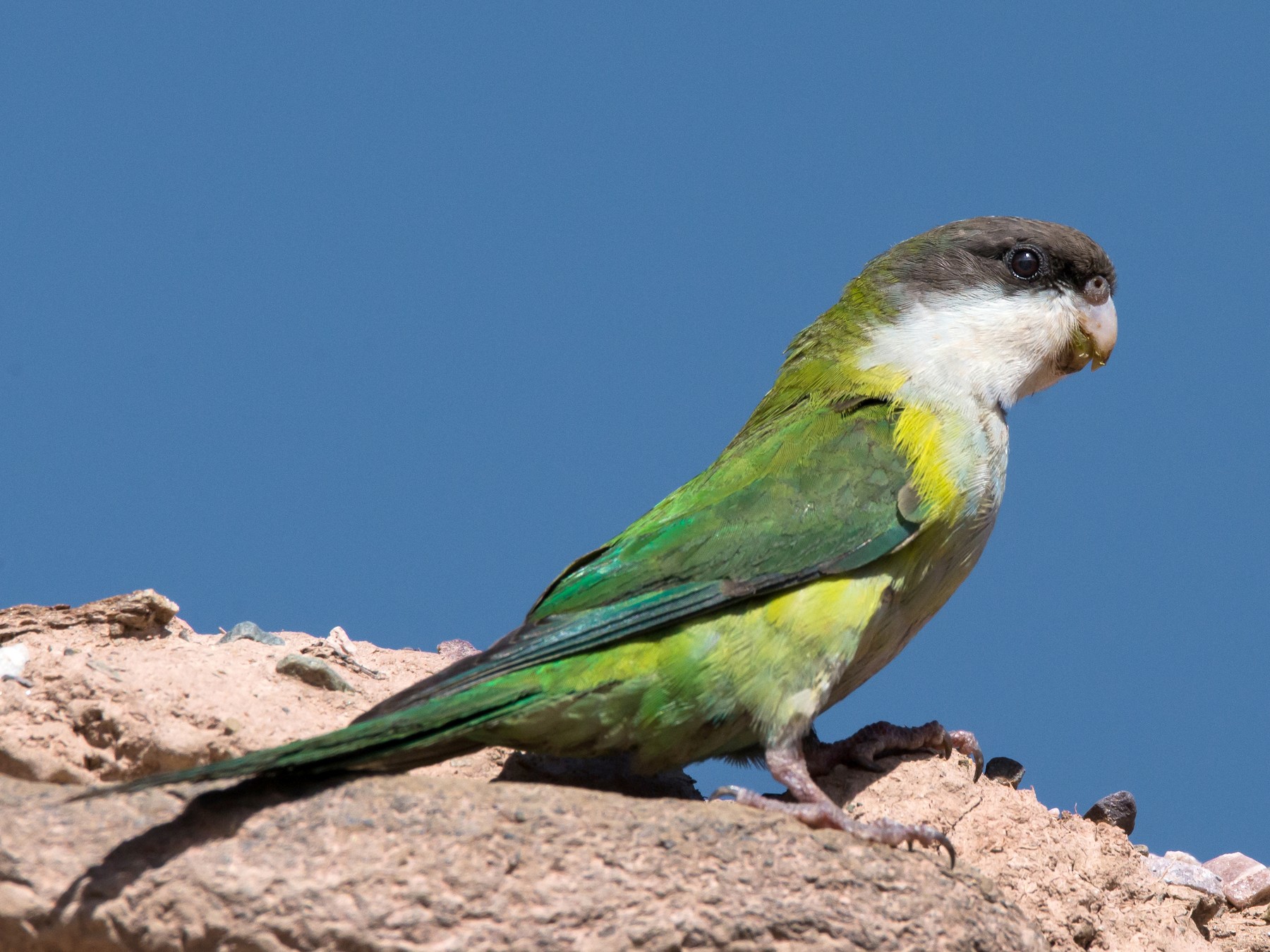 Gray-hooded Parakeet - Mariano  Ordoñez