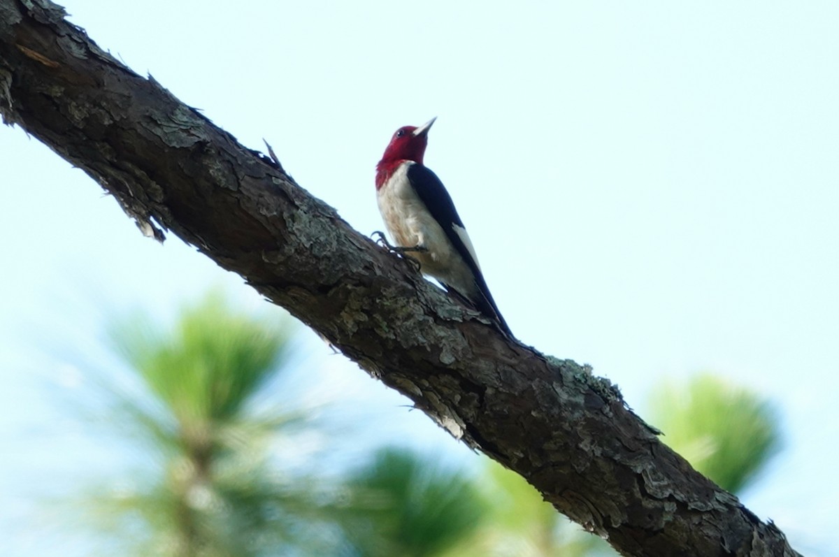 Red-headed Woodpecker - ML242571621