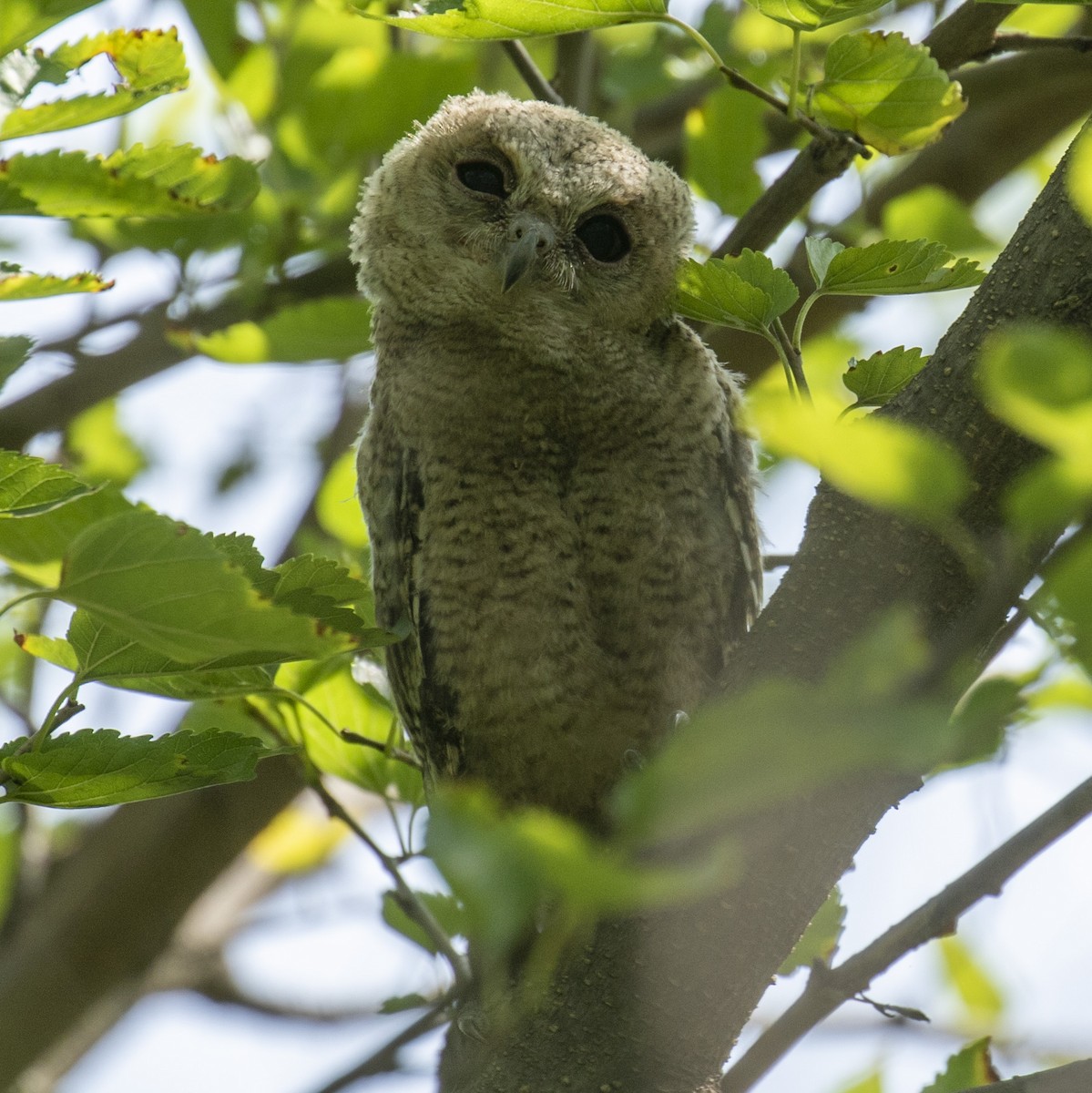 Indian Scops-Owl - Celesta von Chamier