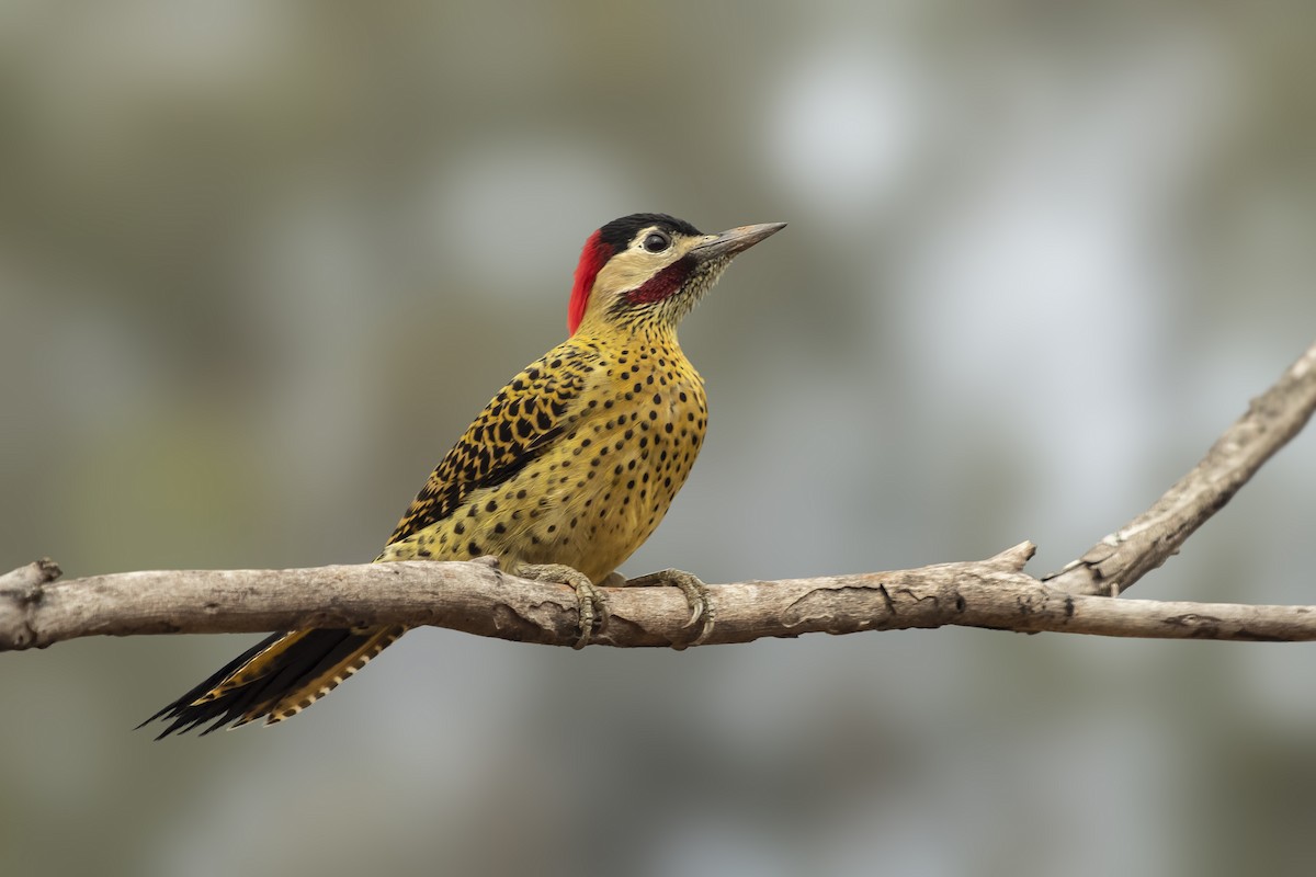 Green-barred Woodpecker - ML242573441