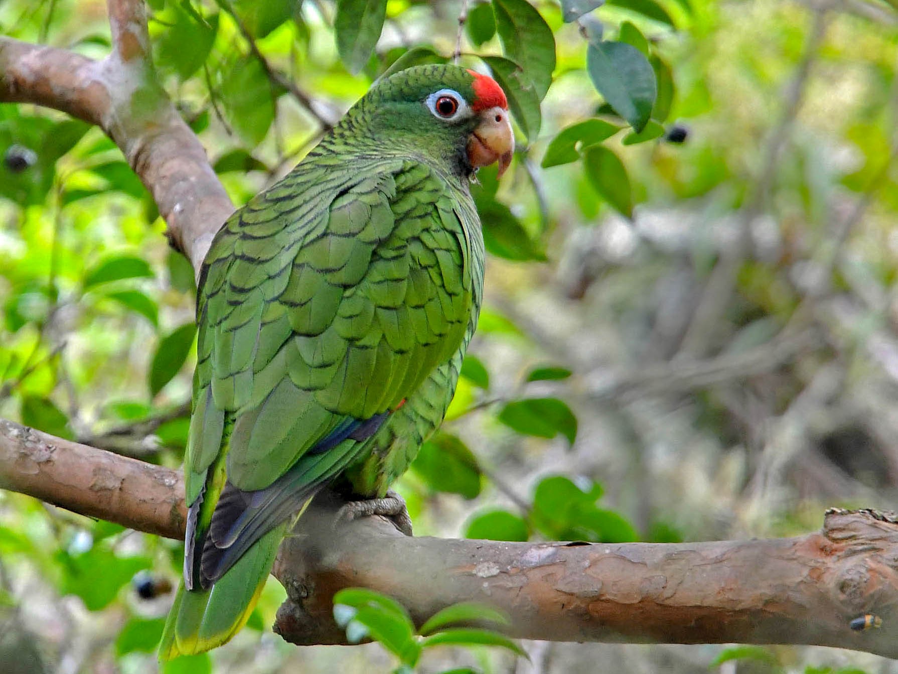 Amazoňan tukumanský