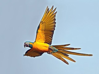 アオキコンゴウインコ - eBird