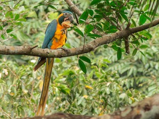 金剛インコ アオキコンゴウインコ - eBird