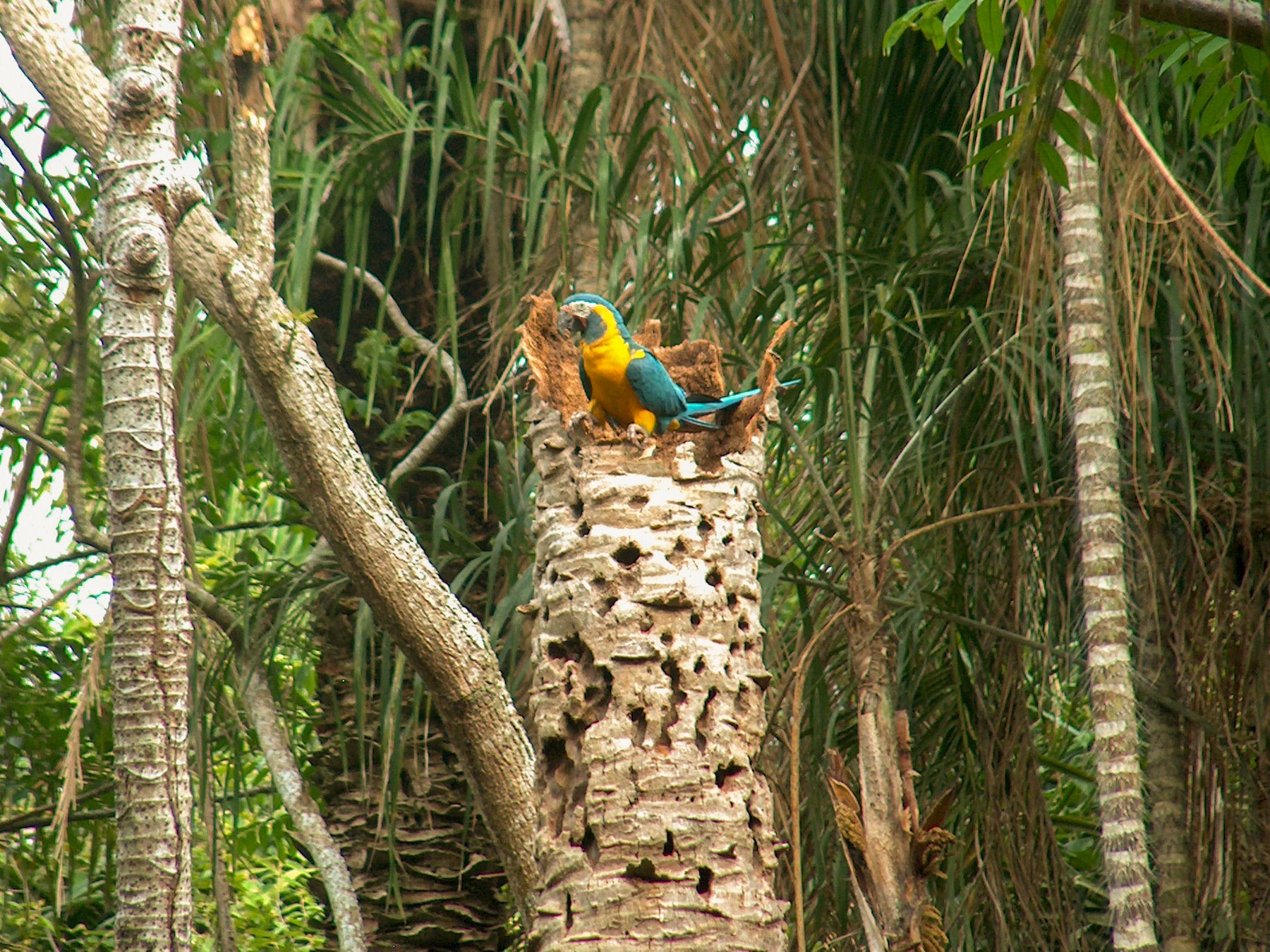 Image showcasing Blue-throated Macaw - eBird