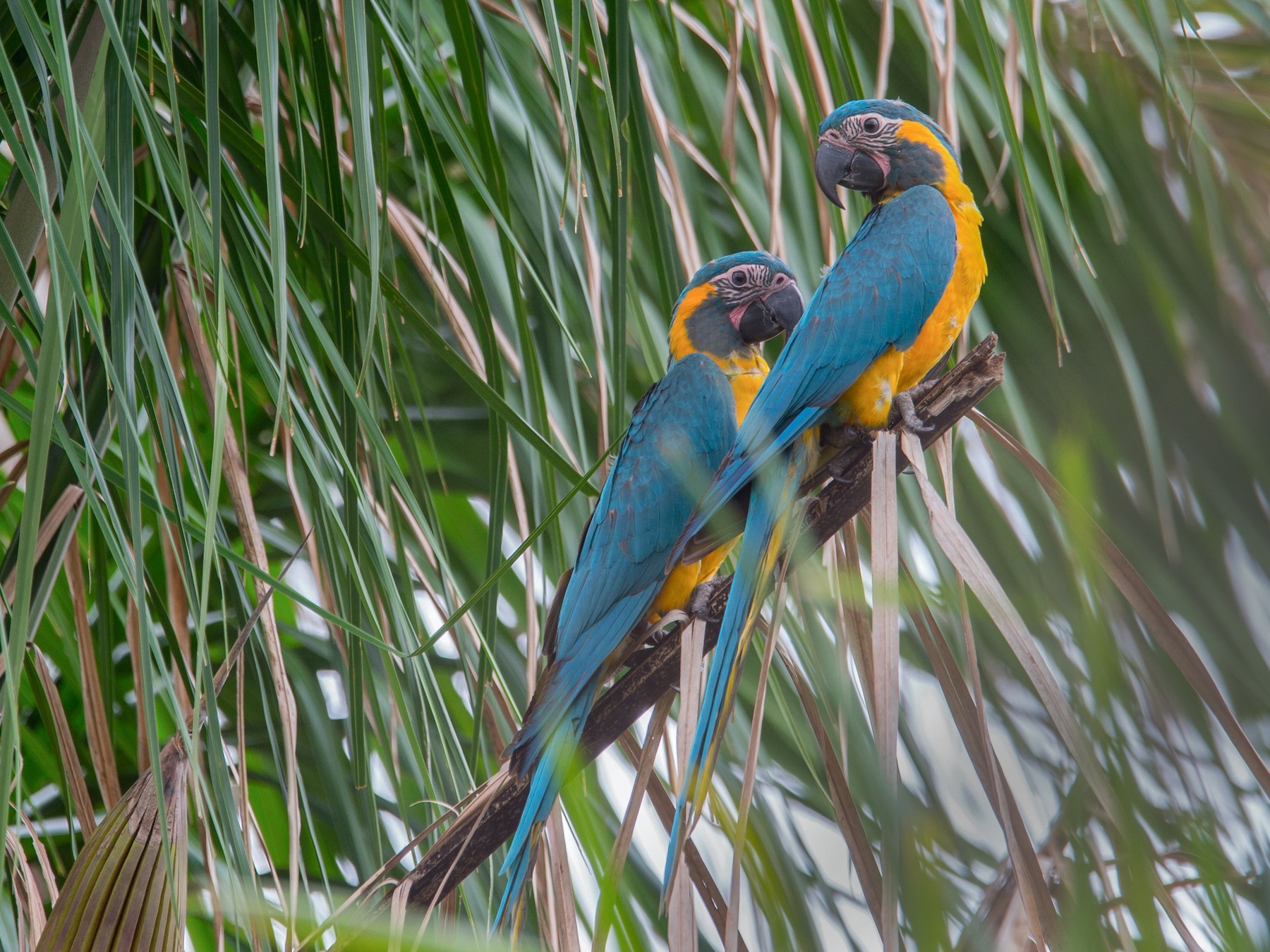 Blue-throated Macaw - Marc FASOL