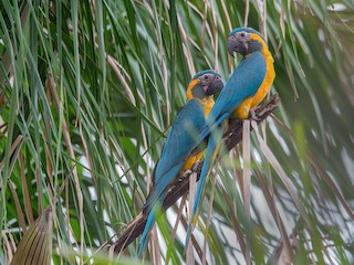 Blue-throated Macaw - eBird