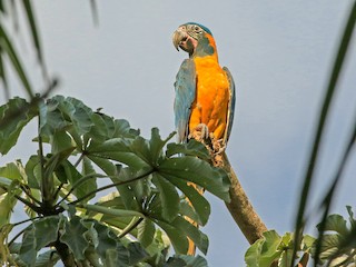  - Blue-throated Macaw