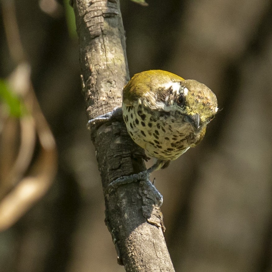 Speckled Piculet - ML242581481