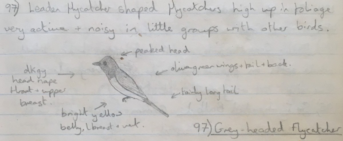 Gray-headed Canary-Flycatcher - Andy Parkes